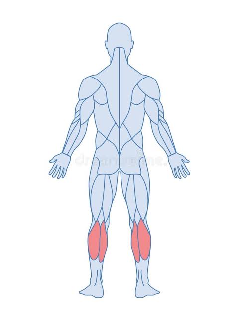 <p>What muscle is highlighted?</p>