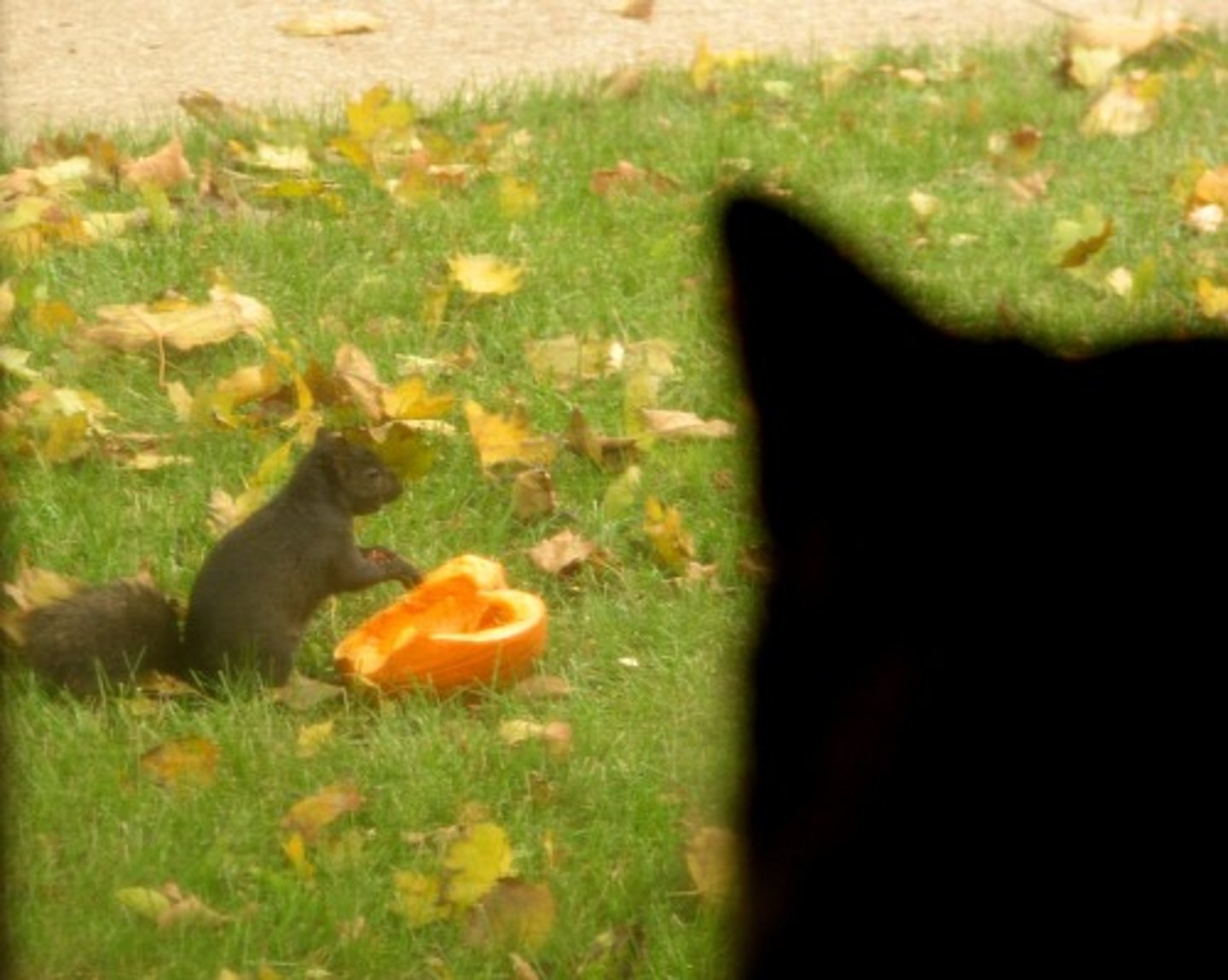 <p>A series of steps in which organisms transfer energy by eating and being eaten.</p>