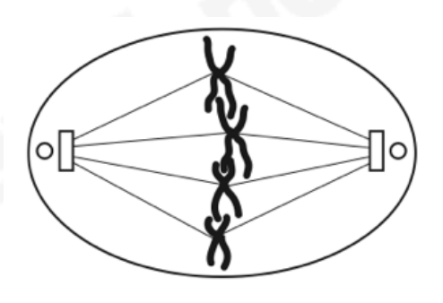<p>- centrosomes are at cell poles and organise production of spindle fibres</p><p>- chromosomes line up across equator of spindle</p>