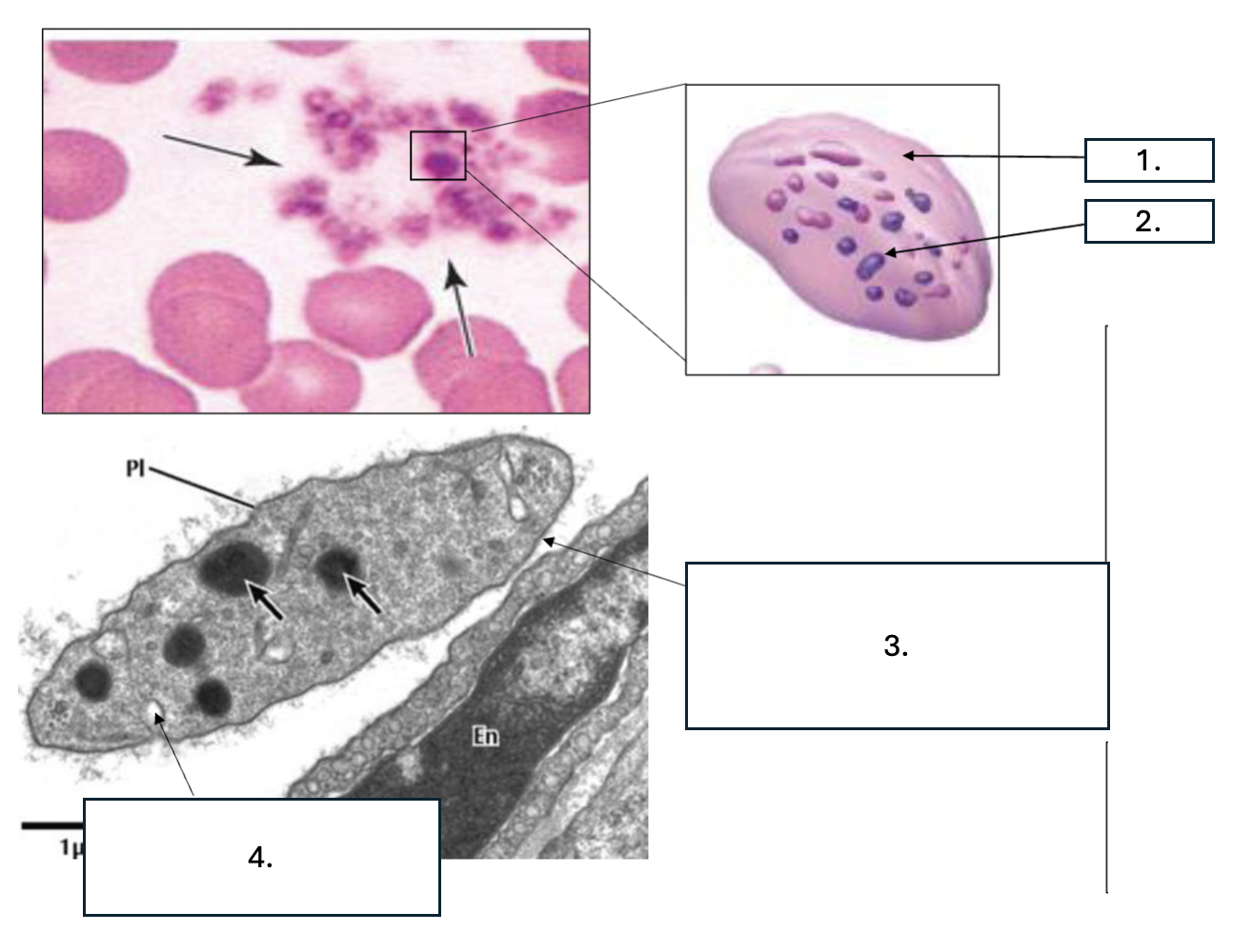 <p>What cell is seen here?</p>
