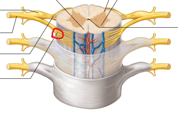 <p>Contains motor neurons sending information from the spinal cord to the muscles.</p>