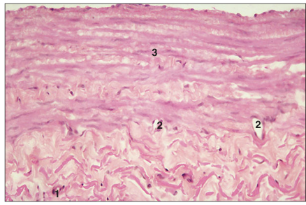 <p>name of histologic slide:</p><p>Specie:</p><p>Parts</p><p>1.__ 2. __ 3.__ </p><p>Stain Used:</p>