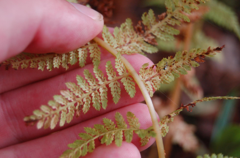 <p>j-shaped sori, deciduous, grooved v-shaped stipe, clumping habit</p>