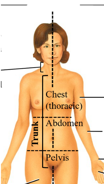 <ol><li><p>chest (thoracic)</p></li><li><p>abdomen</p></li><li><p>pelvis</p></li></ol><p></p>