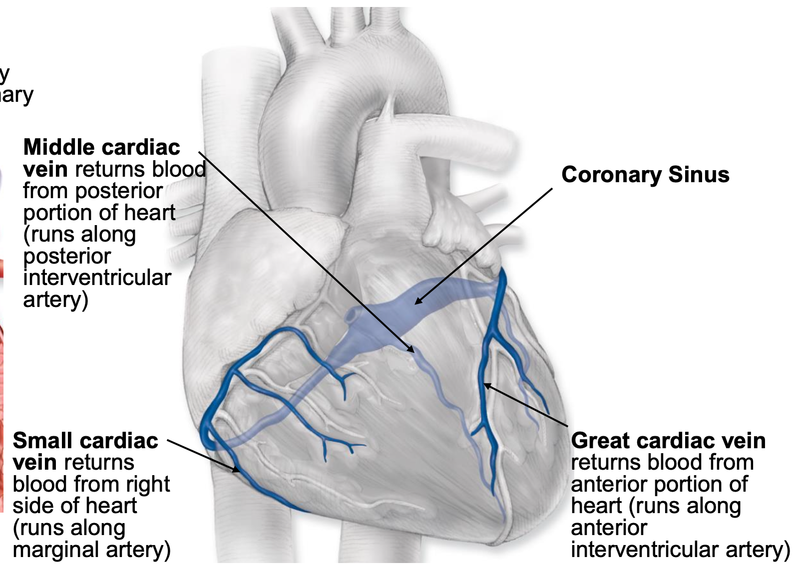 <p>return blood to the circulation; empty into the coronary sinus and blood flows directly into the right atrium from the coronary sinus (via opening of coronary sinus)</p>