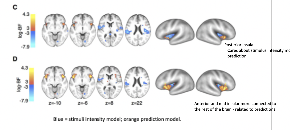<ul><li><p>posterior insula exhibited neural patterns in line with detecting pain intensity - receives afferents from body (interoception)</p></li><li><p>anterior insula exhibited neural patterns in line with predictive coding of pain - integrates information with other modalities</p></li><li><p>these predictions are modality specific (pain) rather than a general expectation of an aversive outcome</p></li></ul><p></p>