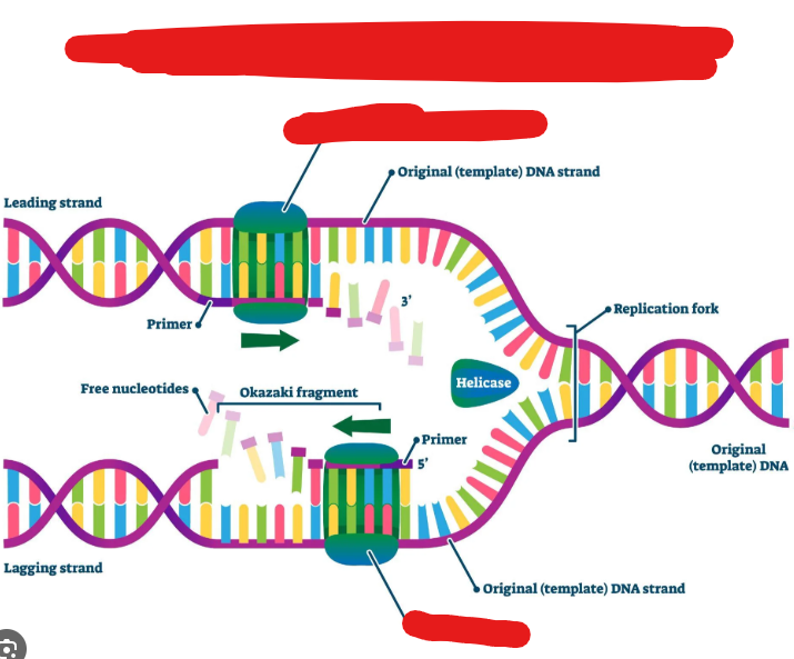 <p>A molecule that adds nucleotides to DNA that is split. Adds nucleotids at 3’ end. Can add around 700+ base pairs per second.</p><p>This molecule also creates nucleotides.</p><p>These basically both synthesize, and add nucleotides to a growing DNA chain. They only add to the 3’ end of a growing strand, they need a primer and a template. They also proofread their work by removing wrong nucleotides.</p><p>Nucleotide addition requires energy, this energy is gained by the dehydration synthesis of nucleotide triphosphate in which it loses 2 phosphate groups.</p><p>Different types of _____ _____ have different functions. For instance ______ ______ 1 serves to remove RNA primers after DNA replication is nearly done so that the replicated DNA has no RNA parts.</p>