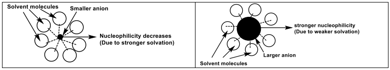 <ul><li><p>Usually parallels basicity - a strong base is usually a strong nucleophile. </p><ul><li><p>A negative charged nucleophile is always <strong>stronger </strong>than its conjugate acid. </p></li></ul></li><li><p>Across a period, nucleophilicity (basicity) decreases from left to right.</p></li><li><p>Basicity normally decreases with atomic size (down the table). But in a polar solvent, nucleophilicity increases down the periodic table (large anion would become a strong nucleophile). </p></li><li><p>Decreases when there’s a bulky group present.</p></li></ul><p></p>