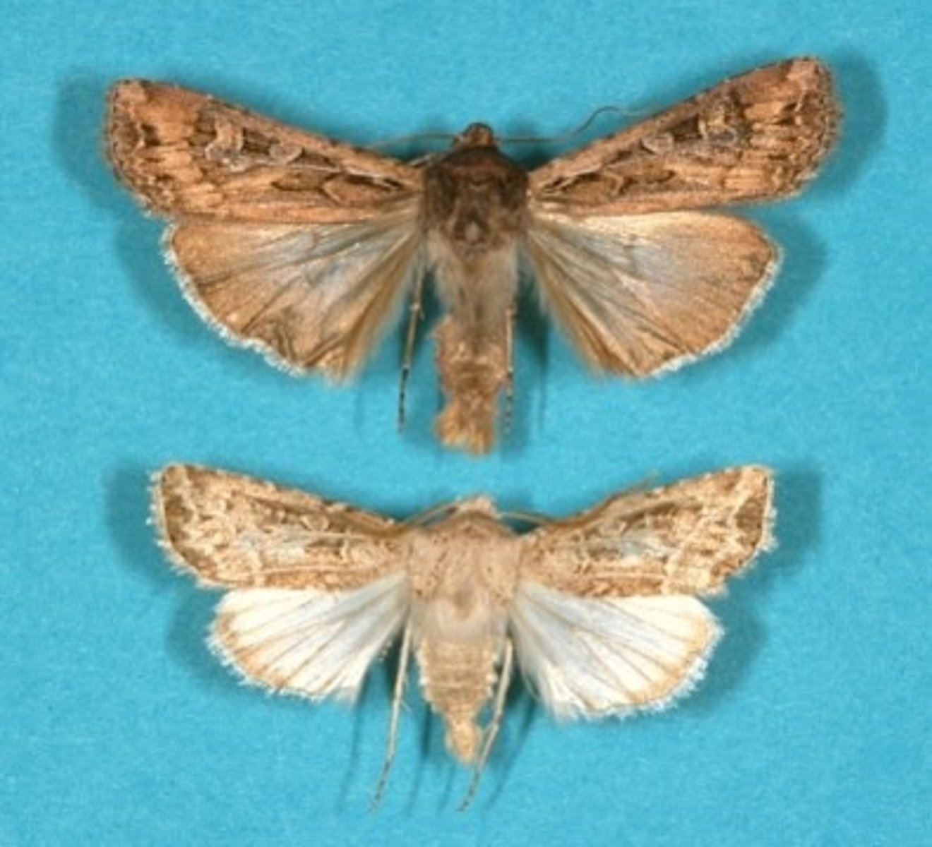 <p>Narrowed front wings; sometimes colorful underside wings</p>