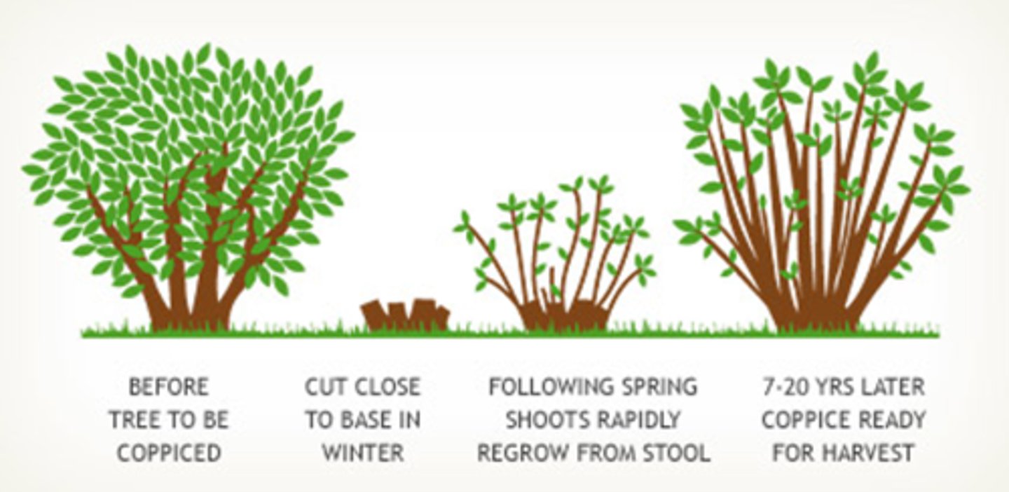 <p>- Can be repeated indefinitely</p><p>- Lifespan of tree extended</p><p>- Provides variety of light levels</p><p>- Fewer large trees means more light for smaller plants</p><p>- Provides a variety of habitats and maintains biodiversity</p><p>- Roots are present, and therefore prevent soil erosion</p><p>- Maintains soil quality</p><p>- Prevents succession</p><p>- Large machinery not needed therefore less disturbance</p>