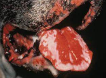 <p>Enfermedad autoinmune rara en perros y gatos, forma anticuerpos contra Desmogleina 3. Vesículas y bullas que pasan a úlceras, asociado a sulfasalazina. En uniones mucocutáneas y zonas de fricción.</p>