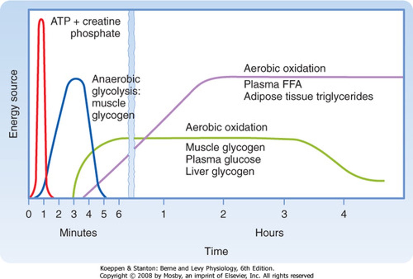 <p>(C) Oxidation of Fatty Acids and Glucose, Anaerobic Glycolysis and Creatine Phosphate and Glycogen Stores</p><p>In continuous, moderately intense exercise, the muscles will use Oxidation of Fatty Acids and Glucose as their primary energy source. For short-burst activities, the muscles rely upon Anaerobic Glycolysis and Creatine Phosphate and Glycogen Stores as their primary energy source.</p><p>Although B's choices are technically right, they are far from the best answer.</p>