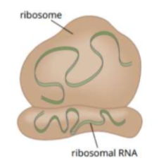 <p>ribosomal RNA</p><ul><li><p>rRNA + proteins = ribosomes</p></li><li><p>the main structural component of ribosomes in a cell</p></li><li><p><strong>binding of mRNA and tRNA to accurate translation of codons.</strong></p></li><li><p>ribosomes are where <strong>mRNA is translated</strong> to produce a chain of polypeptides.</p></li></ul><p></p>