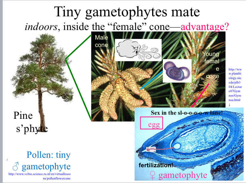 <p>Advantage of reproduction inside cones</p>