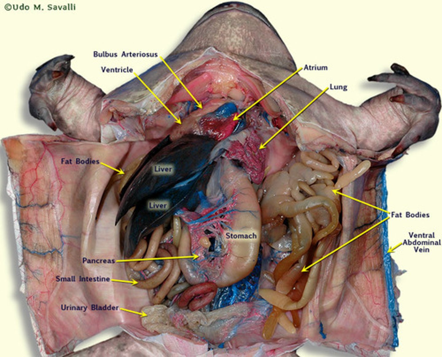 <p>frog dissection</p>