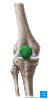 <p><span><span>the </span></span><strong>front of the knee</strong><span><span>, centered on the </span></span><strong>patella (kneecap)</strong></p>