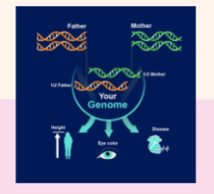 <ul><li><p>your entire set of genes (DNA and RNA)</p></li><li><p>referred as genotype</p></li></ul><p></p>
