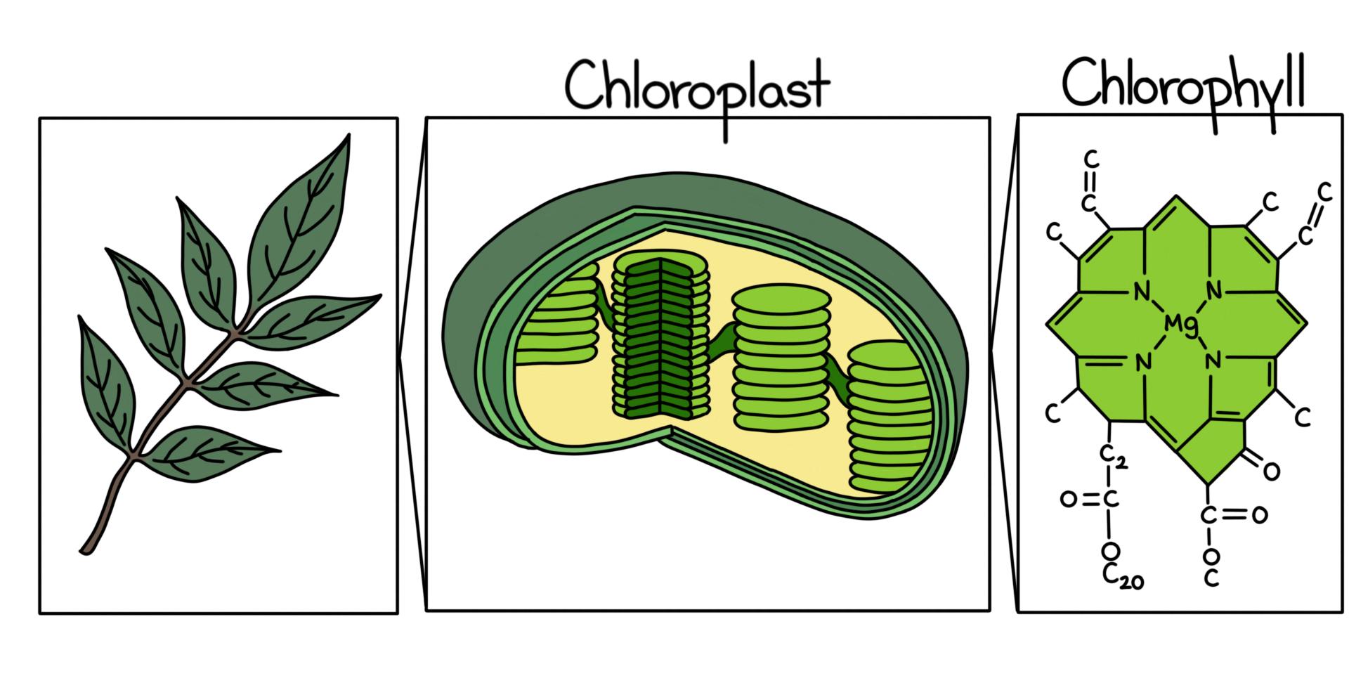 chlorophyll