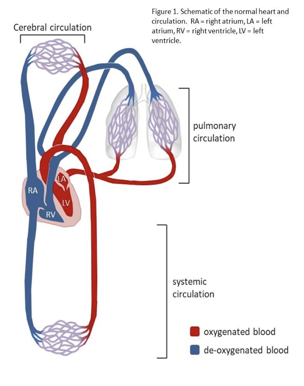 <p>label the following</p><p><span>a) &nbsp;Where the cardiac cycle is initiated in a healthy heart</span></p><p><span>b) &nbsp;Where a diastolic blood pressure of approximately 80 mmHg is experienced in a healthy subject of AF’s age</span></p><p><span>c) &nbsp;Vessel carrying blood to the lungs</span></p><p><span>d) &nbsp;Where gas exchange takes place between blood and tissues</span></p><p><span>e) &nbsp;A valve that prevents backflow of oxygenated blood during ventricular systole</span></p><p><span>f) &nbsp;The largest capacitance vessel in the lower body (i.e., below the heart</span></p><p><span>g) cardiac conduction feutures</span></p><p><span>h) valves</span></p>