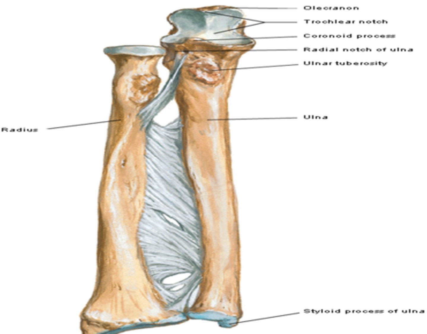 <p>inferior to olecranon process. Articulates with coronoid fossa of humerus on its anterior side</p>