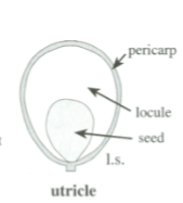 <p>Utricle</p>