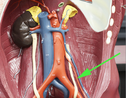 <p><span>In this unsexed model of the human blood vessels, the green arrow is indicating the</span><br><span><strong>genital/gonadal </strong>artery.</span></p>