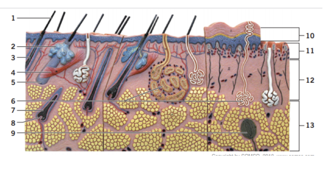 <p>What number is the sebaceous gland?</p>