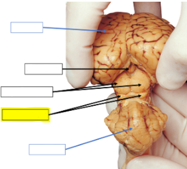 <p>what structure of the sheep brain is highlighted in yellow?</p>