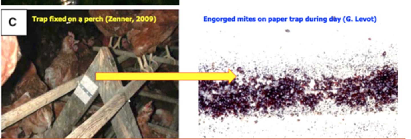 <p>Clinical signs</p><p>Check the birds during the night;</p><p>During the day inspect the house and/or use traps.</p><p>Necropsy: dead mites in the mucus of oral cavity, rarely in the ear canal or plumage.</p>