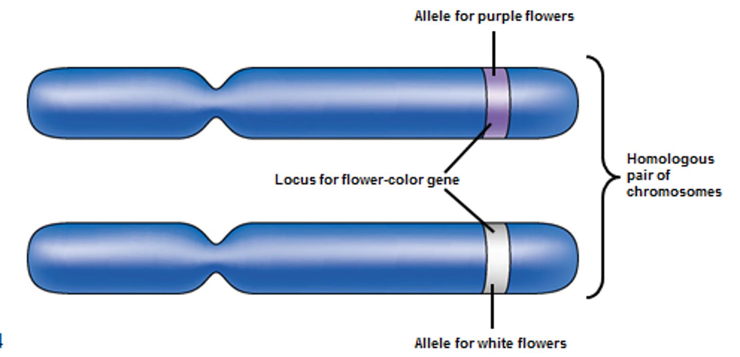 <p>location of a gene on a chromosome</p>