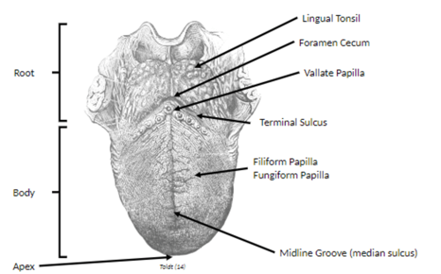 <p>change shape of tongue</p>