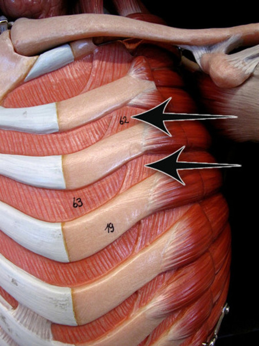 <p>A muscle that raises the rib cage, decreasing pressure inside the chest cavity</p>