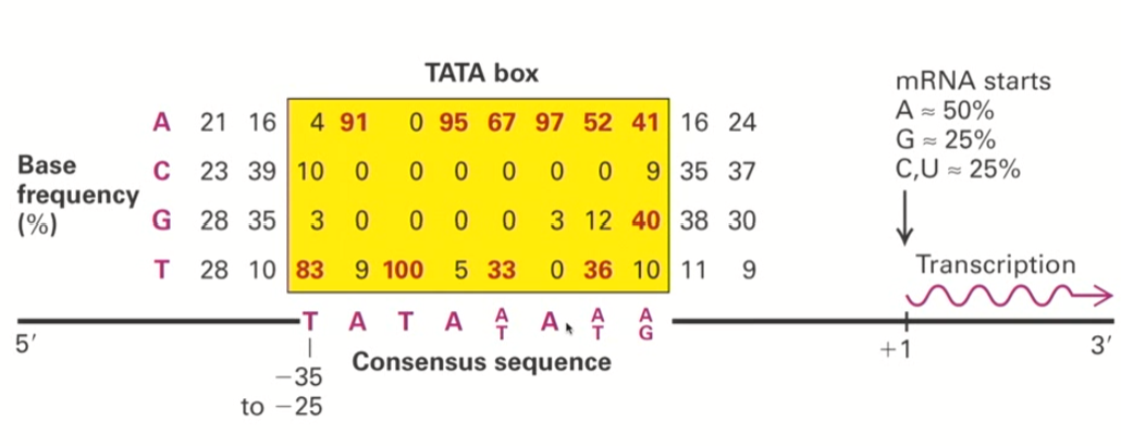 <ul><li><p>people noticed that about 35 nucleotides upstream of the transcriptional start site, <strong>there was some sort of common sequence that seemed to be present&nbsp;in many genes</strong></p></li><li><p>This sequence corresponded to a “T-A-T-A-A/T-A-A/T-A/G”</p></li><li><p>Because of this common “TATA” sequence, these regions were named TATA boxes</p></li></ul><p></p>