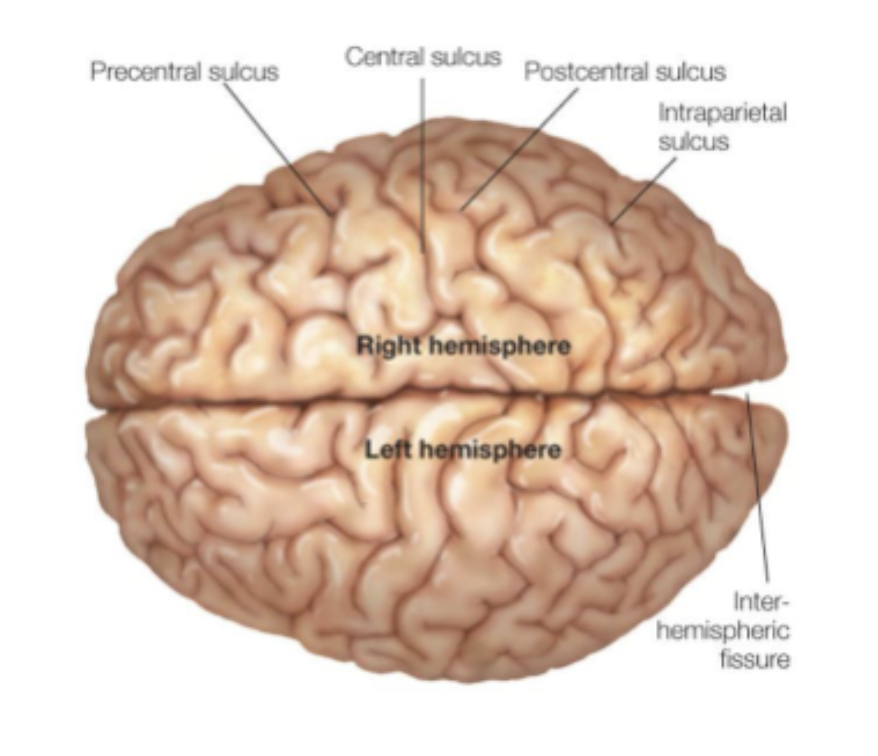 <p><span><span>Cortex is thin folded sheet of neurons and supporting cells. Folding creates convex convolutions (</span><em><span>gyri</span></em><span>) and concavities between the gyri (</span><em><span>sulci</span></em><span>). </span></span></p><p><span><strong><span>Central sulcus</span></strong><span> is dividing concavity </span><em><span>between frontal and parietal lobe</span></em><span>.</span></span></p><p><span><span>The gyrus anterior of the central sulcus is the </span><em><span>precentral gyrus</span></em><span>; the gyrus posterior of the central sulcus is the </span><em><span>postcentral gyrus</span></em><span>.</span></span></p>