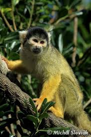 <p>Black-capped Squirrel Monkey</p>