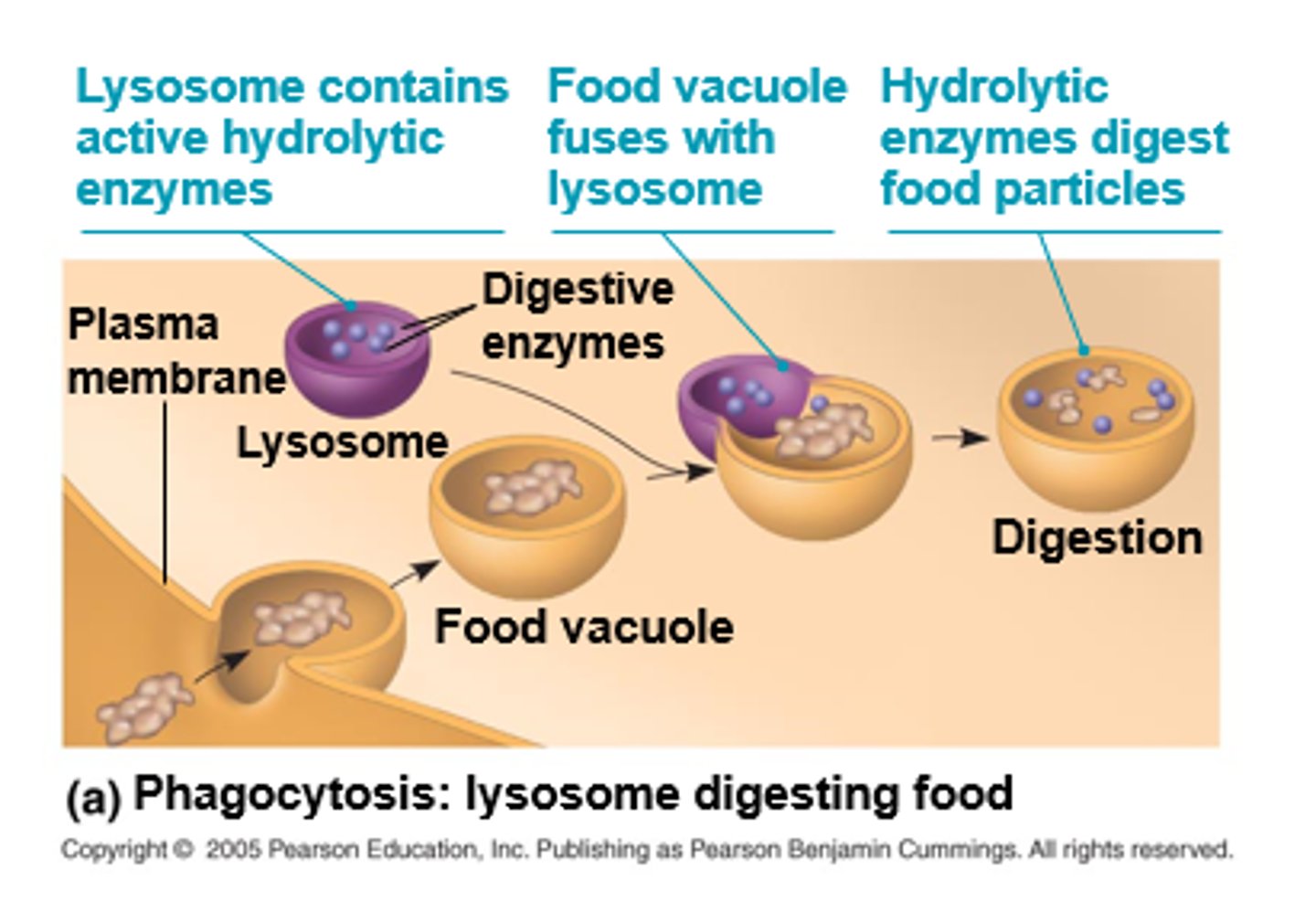 <p>digest material taken into cell from outside via phagocytosis</p>