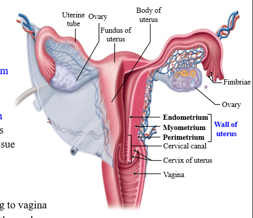 <p>perimetrium, myometrium, endometrium</p>