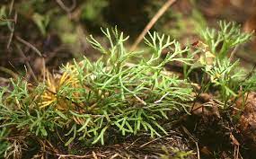 ground cedar