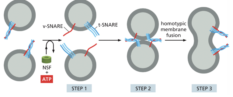 <p>formed by vesicles from ER that fuse with one another on their way to the golgi</p><ul><li><p>mediate transport from the ER to the golgi apparatus</p></li></ul><p></p>