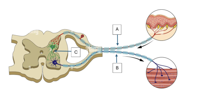 <p>Match the following parts of the reflex arc to the terms below: <span><span>interneuron, sensory neuron, motor neuron</span></span></p>