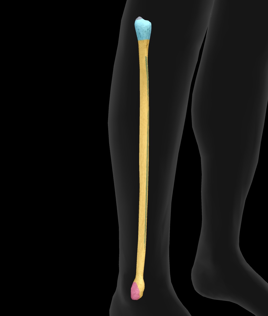 <p>The upper end of the fibula that forms a joint with the tibia, providing stability and serving as an insertion point for the biceps femoris</p>