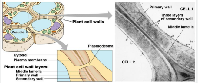 <p>-provide cell shape &amp; keep from overfilling with water -Supports plant (wood) -Middle lamella is “glue” holding adjacent plant cells together -Primary wall is first wall laid down by young plant. -Secondary cell walls laid between primary &amp; cell membrane.</p>