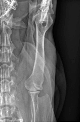 <p>what radiographic view of the humerus is shown?</p>