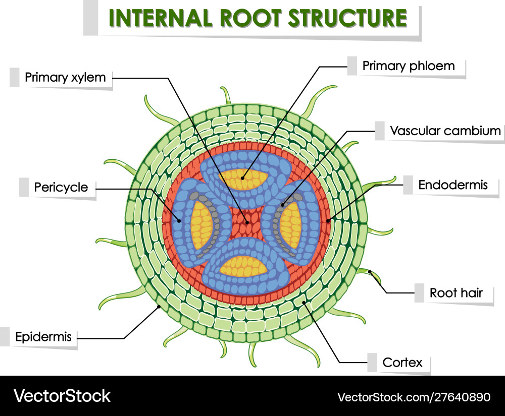 <p>Vascular tissue, pericycle, endodermis, cortex, exodermis, epidermis</p>