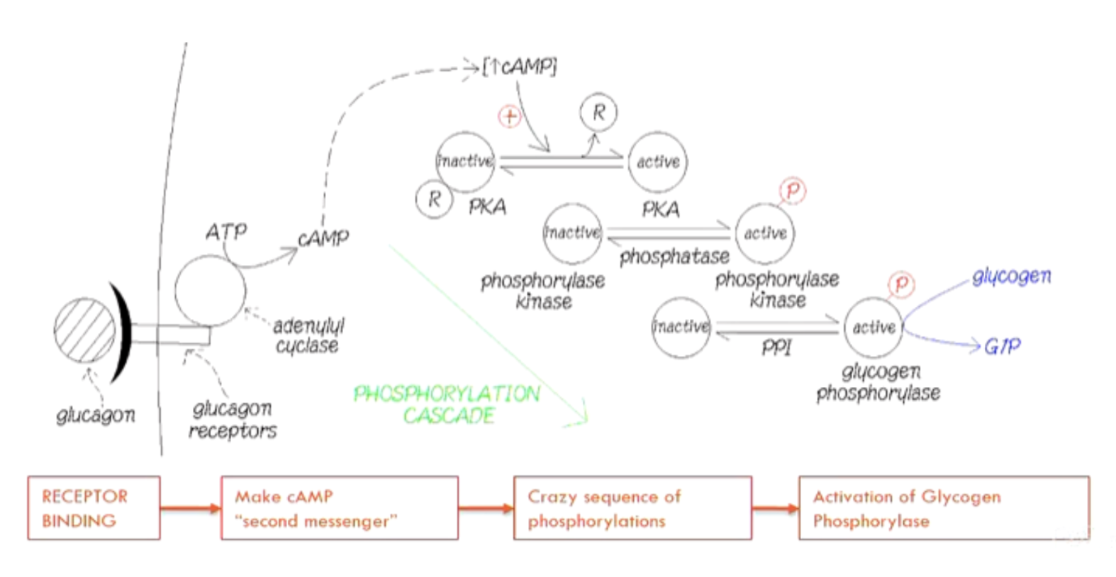 <ul><li><p>Glucagon binds → </p></li><li><p>Adenyl cyclase makes cAMP → </p></li><li><p>cAMP activates PKA → </p></li><li><p>PKA phosphorylates phosphorylase kinase → </p></li><li><p>Phosphorylase kinase activates glycogen phosphorylase</p></li></ul><p></p>