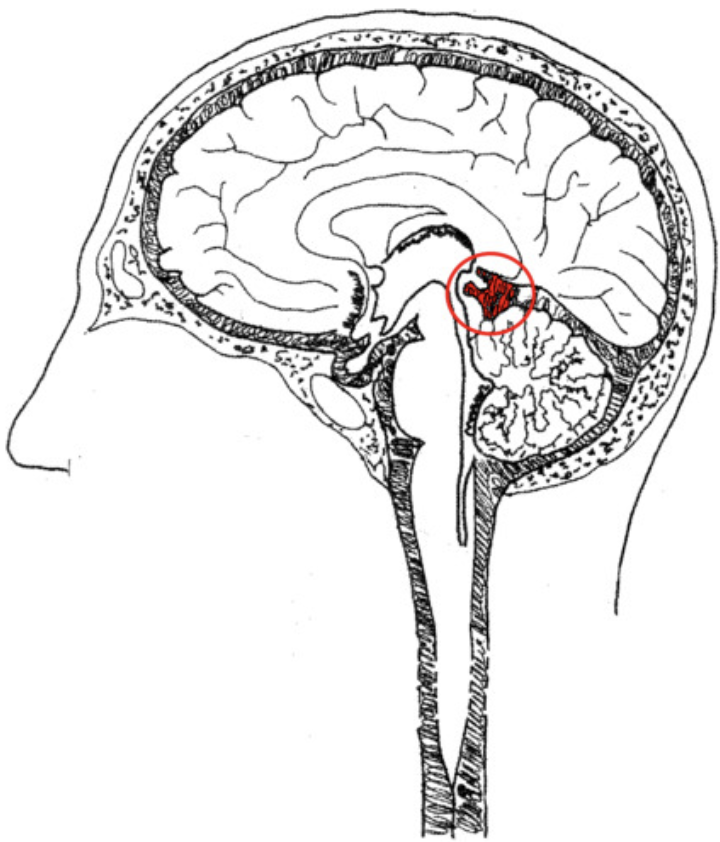 <p>the cistern between the cerebellum and cerebrum</p>