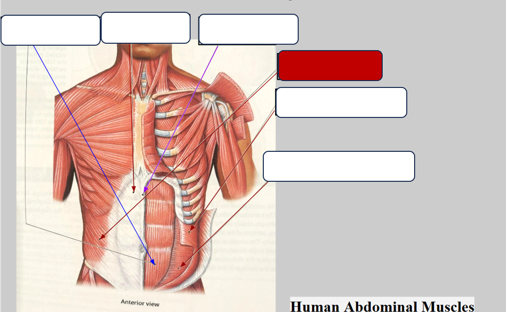 <p>Label the muscle</p>