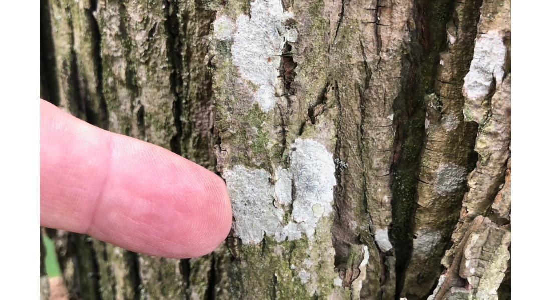 Blotches of light and dark