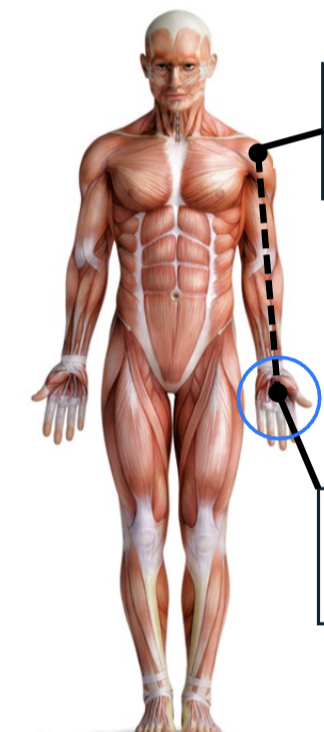 <p>farther from the point of origin (limb)</p>