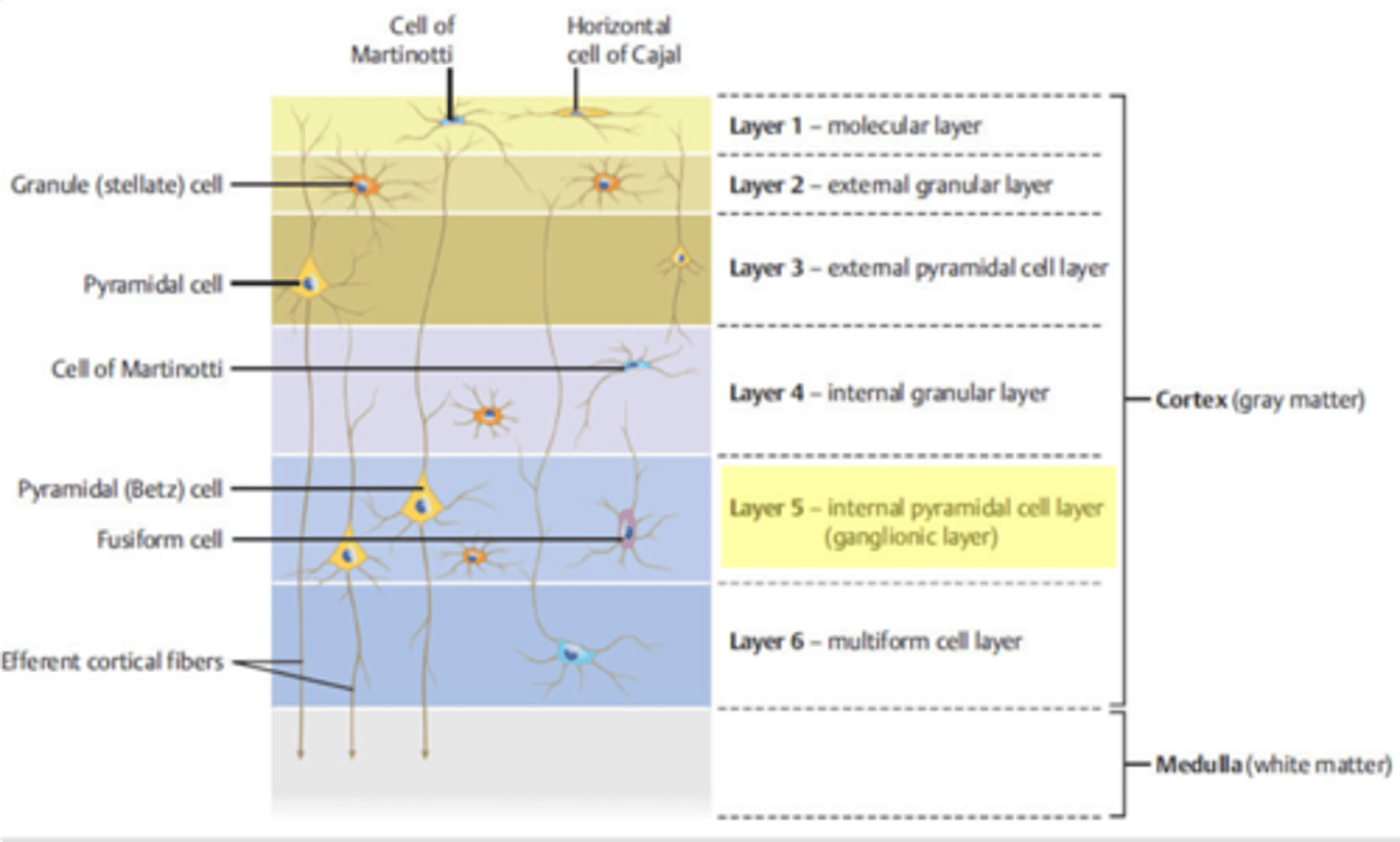 <p>inner pyramid layer</p>